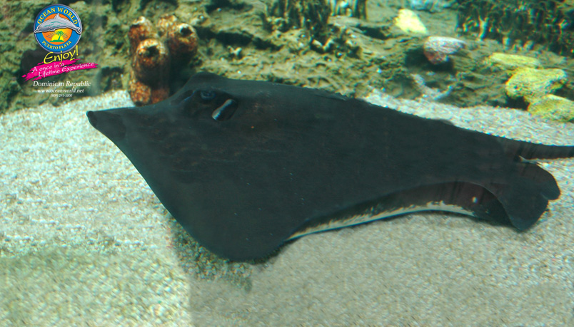 037 037 Swimming With Sharks & Stingrays