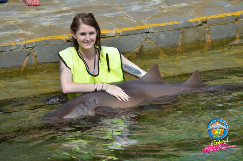 DSC_6156 DSC 6156 Swimming With Sharks & Stingrays
