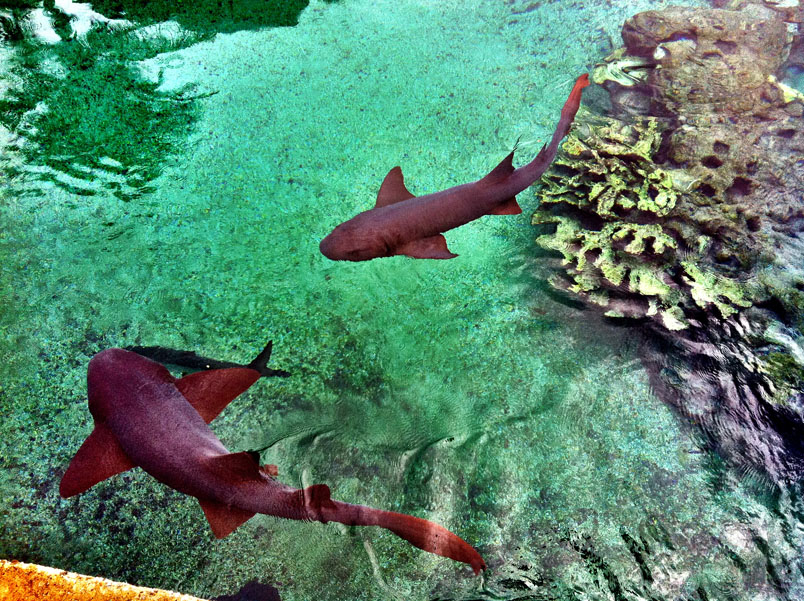 IMG_0564 IMG 0564 Swimming With Sharks & Stingrays