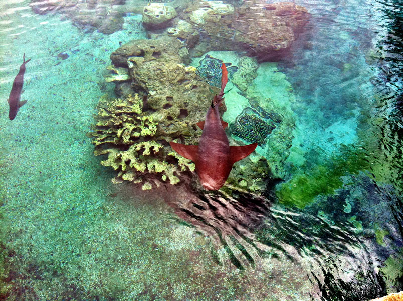 IMG_0570 IMG 0570 Swimming With Sharks & Stingrays