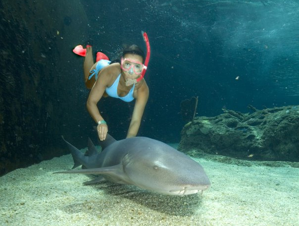 shark shark Swimming With Sharks & Stingrays