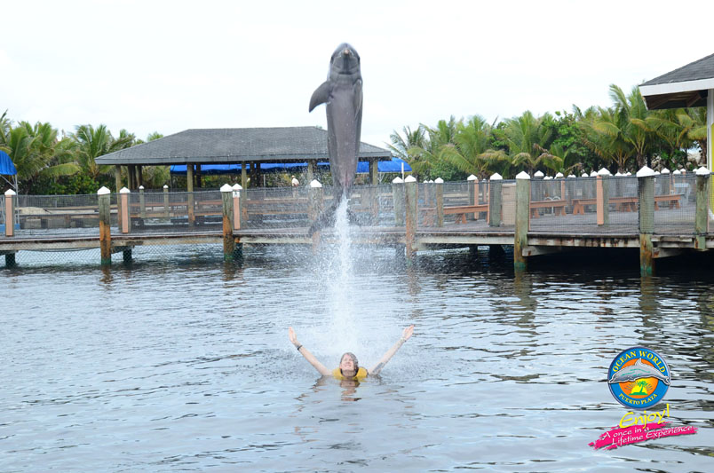 swimming with dolphins DSC 3153 Swimming with Dolphins in Puerto Plata
