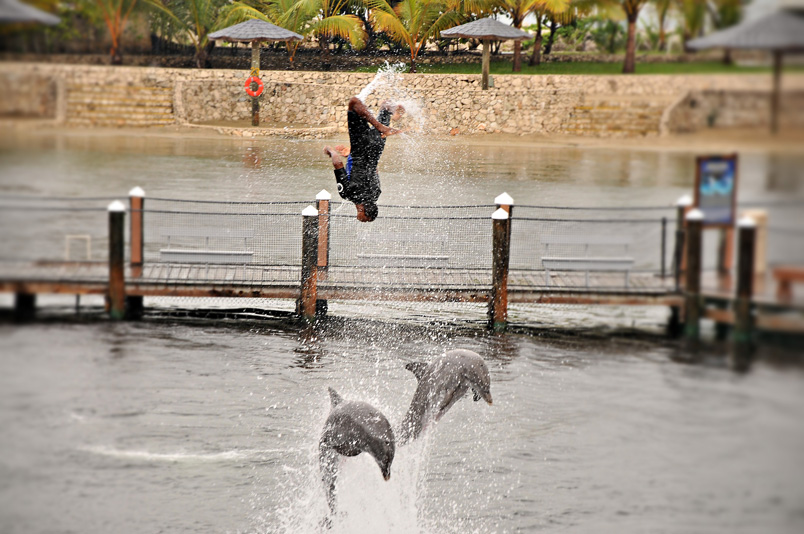SEA_2537 SEA 2537 Swimming with Dolphins in Puerto Plata