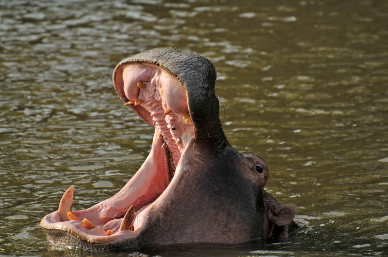 Hippo Open Mouth 85