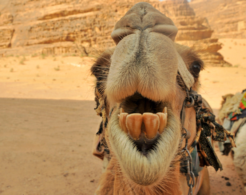 Tooth camel What To