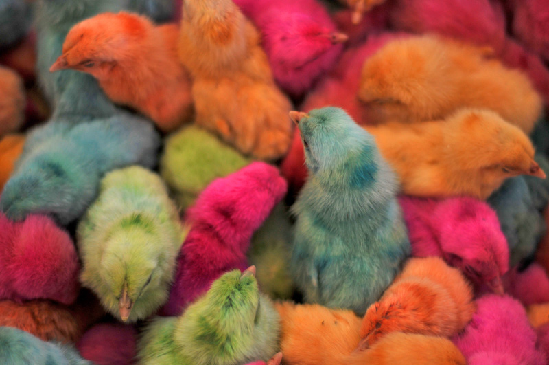 rainbow chickens