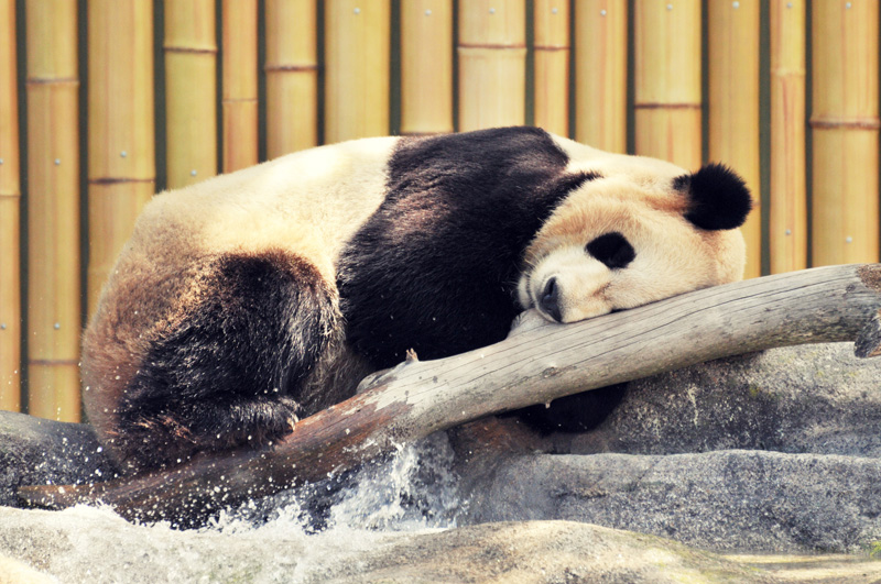 The Toronto Zoo in Photos