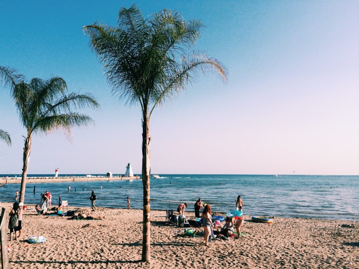 Palm trees port dover