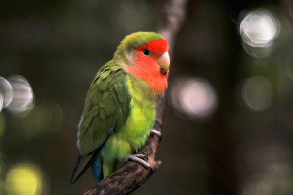 Bird Sanctuary at Ocean World - Seattle's Travels