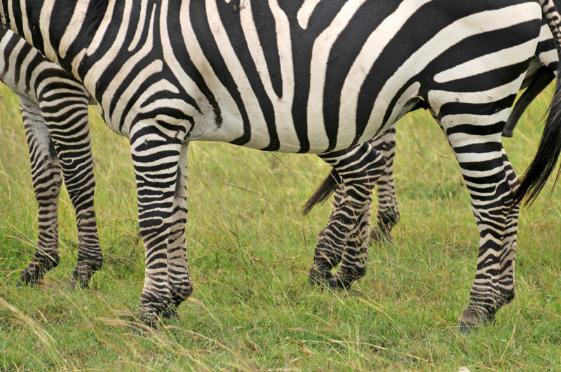 zebra stripes legs