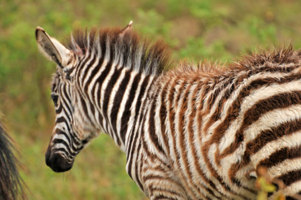 Lake Nakuru National Park