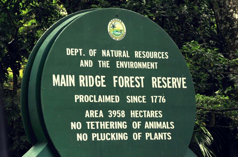 Main Ridge Rainforest