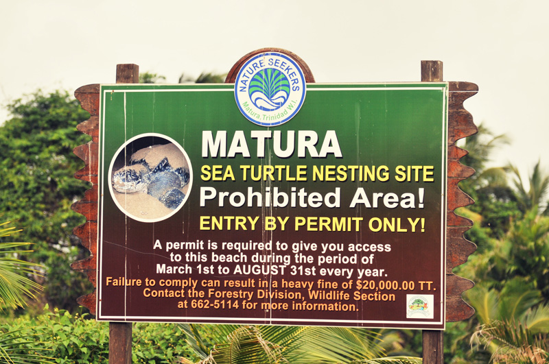 Matura Beach Trinidad Turtle conservation