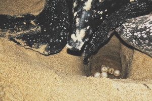 Watching & Rescuing Sea Turtles on Matura Beach - Seattle's Travels