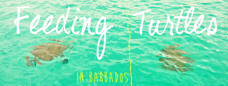 feeding sea turtles in barbados the club barbados resort and spa