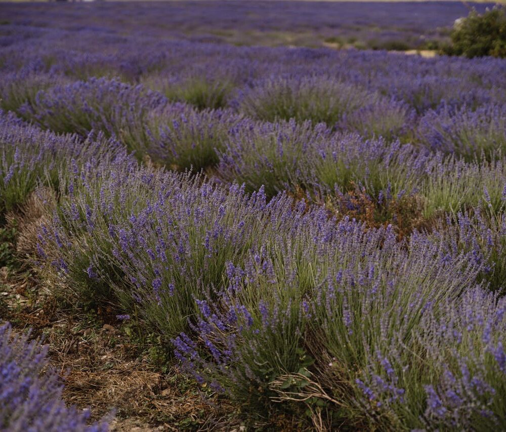 Bushes of lavender in nature.