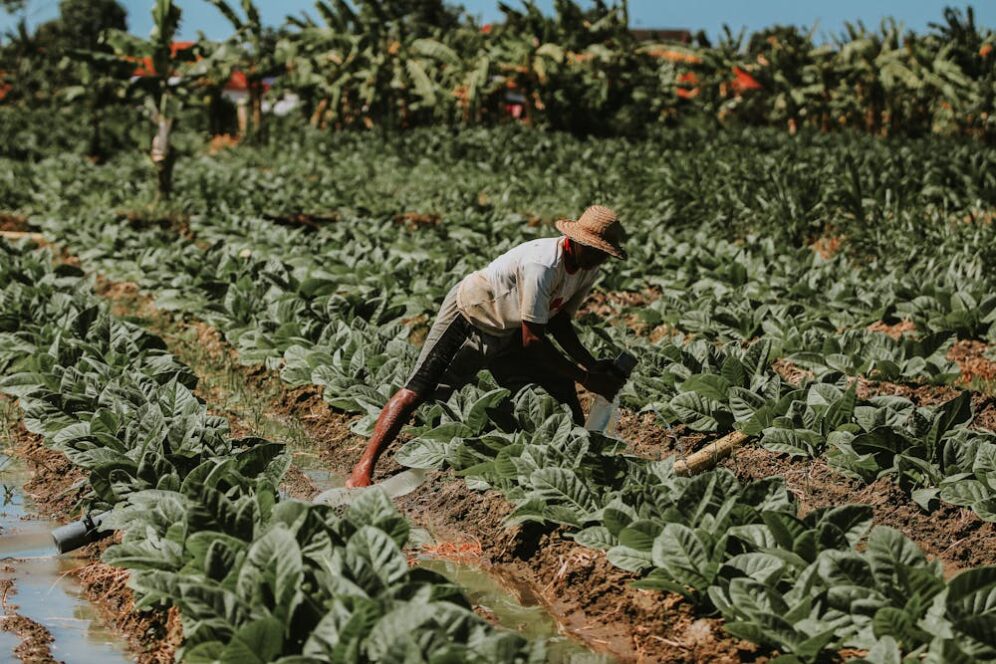 Traditional tobacco farming.