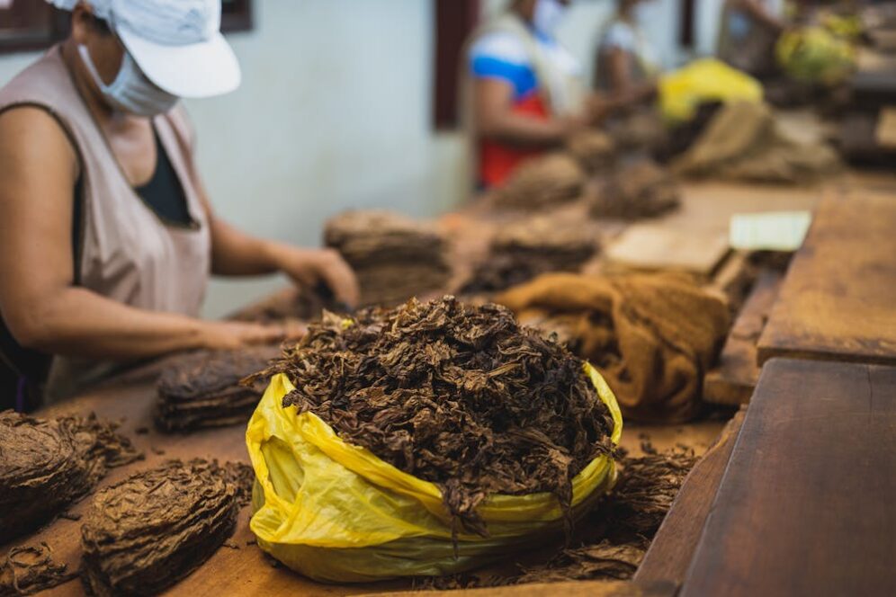 Worker sorting dried tobacco leaves.